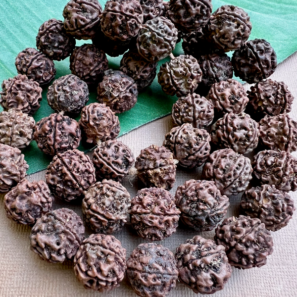 Rudraksha 18 to 20mm Beads - 108 Pieces