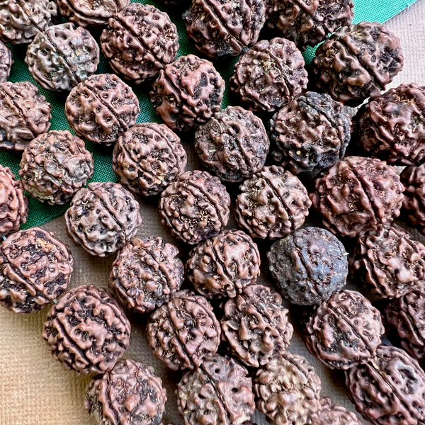 Rudraksha 18 to 20mm Beads - 108 Pieces