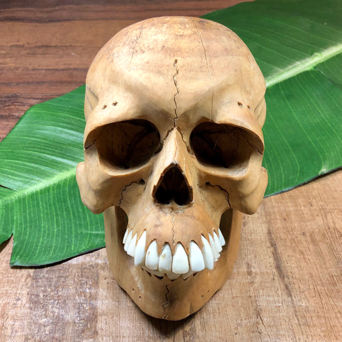 Large Hibiscus wood skull