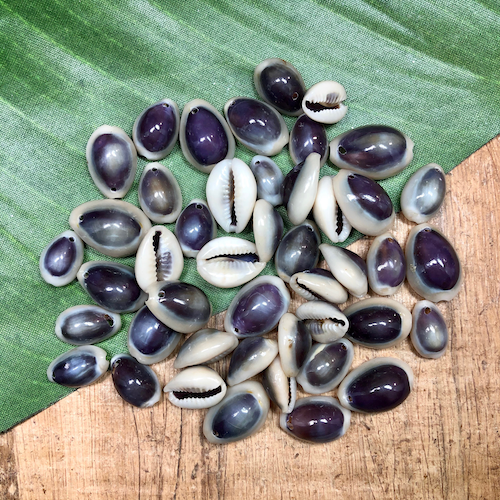 Purple Cowrie Shell - 40 Pieces